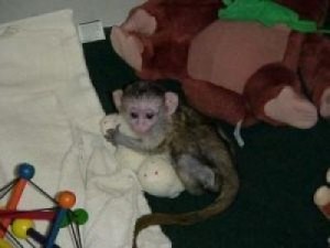 Adorable male and female baby capuchin monkeys for adoption