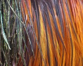 Natural Grizzly Rooster feather for your hair