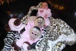 Healthy Baby Capuchin Monkeys For Adoption