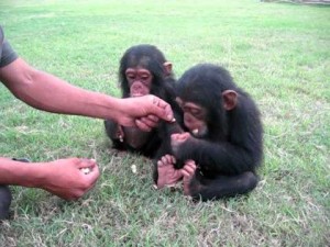 Male And Female Baby Chimpanzee For Sale