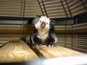 cute male and female capuchini monkeys