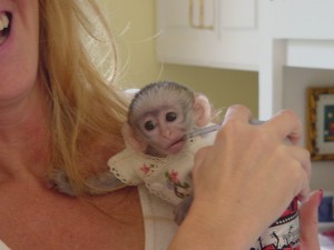 A cute,small loving capuchin monkey for sale