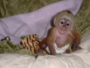  well tamed and trained white face baby capuchin monkeys,