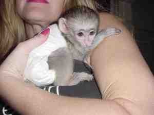 Beautiful registered baby face Capuchin monkey 