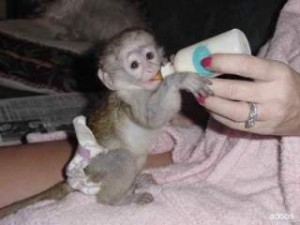 CUTE AND ADORABLE PET CAPUCHIN MONKEY