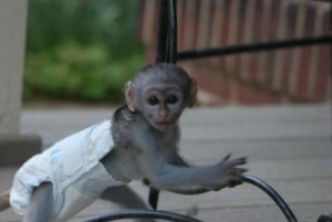  Lovable  Home Raised Baby Capuchin Monkey For Adoption (maria.mendes11@live.com)