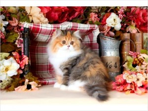 Extremely cute  Persian kittens available to loving homes.