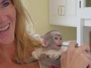 Super cute baby capuchin monkeys for adoption