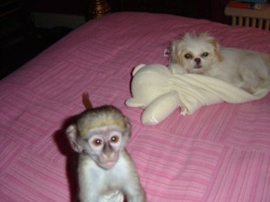 Extremely social baby capuchin monkeys,