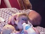 Beautiful baby capuchin monkey for adoption 