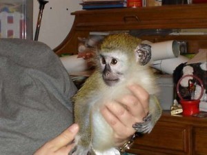 Charming Adorable Capuchin Monkeys For Adoption