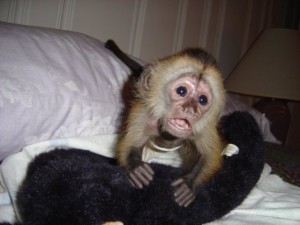 CUTE CAPUCHIN MONKEY TO A GOOD HOME