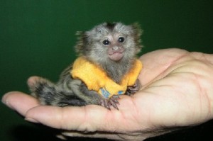 3 Beautiful babies marmoset monkey for adoption