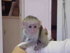 Male and female marmoset monkeys ready for adoption to any good and forever home