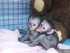 Two Baby Capuchin monkey For Free Adoption