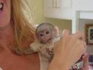 two cute capuchin monkeys we are offering to you all  
