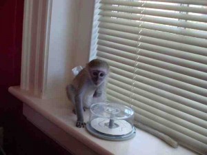 Extremely social baby capuchin monkeys,