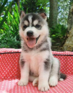 two Serbian husky puppies for adoption.