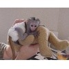 home raised capuchin monkeys for sale