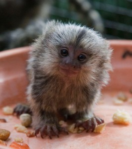 PETS- CUTE  FEMALE marmoset BABY  MONKEY FOR ADOPTION(restbest24@gmail.com)