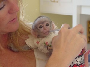Healthy white faced capuchin monkey for adoption