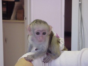 registered baby face Capuchin monkey available