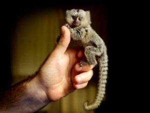 Baby marmoset monkeys for adoption