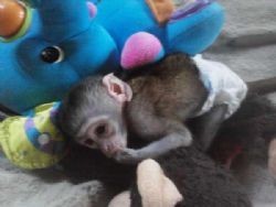 baby capuchin monkey available for rehoming
