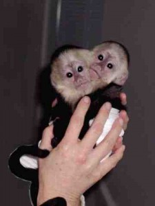  Perfect Companion White Face Baby Capuchin Monkeys for Adoption!!!