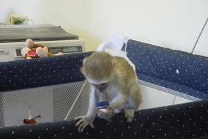 CUTE Nice Perfect Companion White Face Baby Capuchin Monkeys 4 Adoption