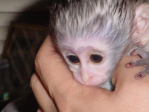 We have an adorable baby Capuchin monkey to give out for adoption..