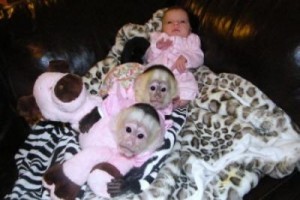 capuchin monkeys available for rehoming