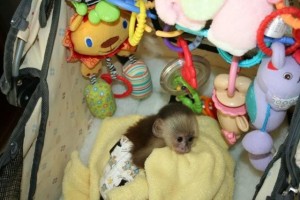Cream white face baby capuchin monkey for adoption