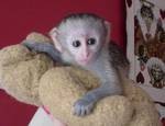 Male and Female Capuchin monkeys for Adoption.