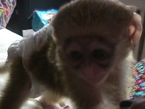GORGEOUS AND ADORABLE BABY MONKEY