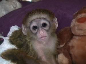 Cream brown white face baby capuchin monkey for adoption a very small fee