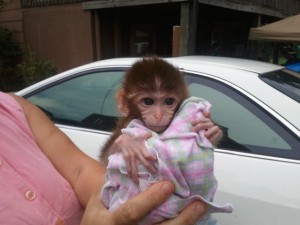 interlligent two rhesus macaque monkeys for adoption