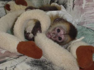 BABY capuchin monkeys for adoption