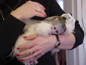 adorable baby face capuchin monkeys for adoption.