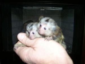 TWO CUTE MARMOSET MONKEYS