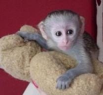 Baby Capuchin Monkey Available For Re-homing