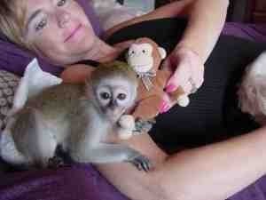 Well trained , tamed and beautiful baby capuchin monkey ready