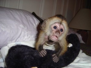capuchin monkeys available for rehoming