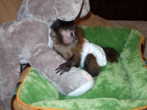 two lovely Capuchin monkeys ready for a new home