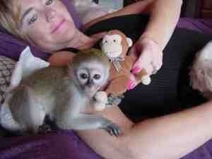  CUTE BABY CAPUCHIN MONKEYS READY TO GO NOW