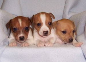 Male And Female Jack Russell Terrier Puppies For Adoption