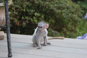 female capuchin monkey for adoption