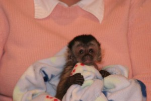 normal face capuchin monkeys,javas and squirrel monkeys 