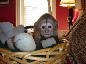 Adorable baby Capuchin pretty baby approval