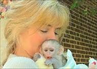Free USDA Reg Baby Face Capuchin Monkey For Adoption!!